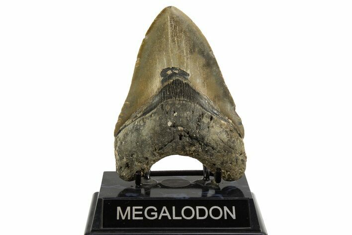 Fossil Megalodon Tooth - North Carolina #328251